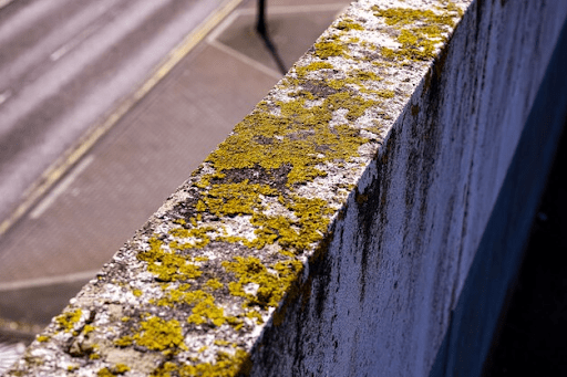 Mould removal brampton